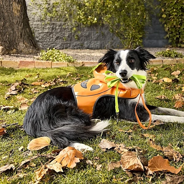These adorable PetSmart Halloween costumes start under $10
