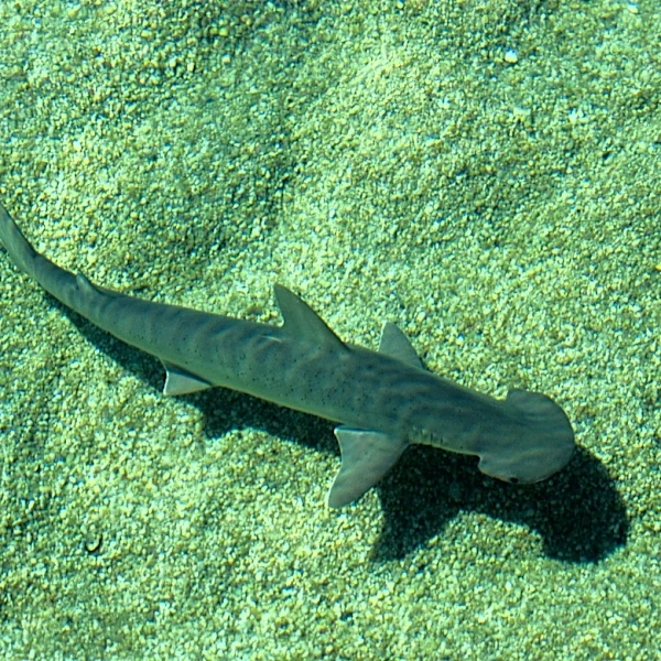 This Florida bay 'rare example' of shark nursery near major city