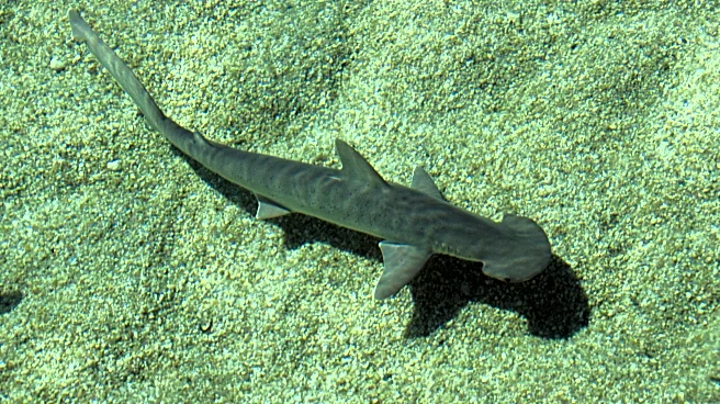 This Florida bay 'rare example' of shark nursery near major city