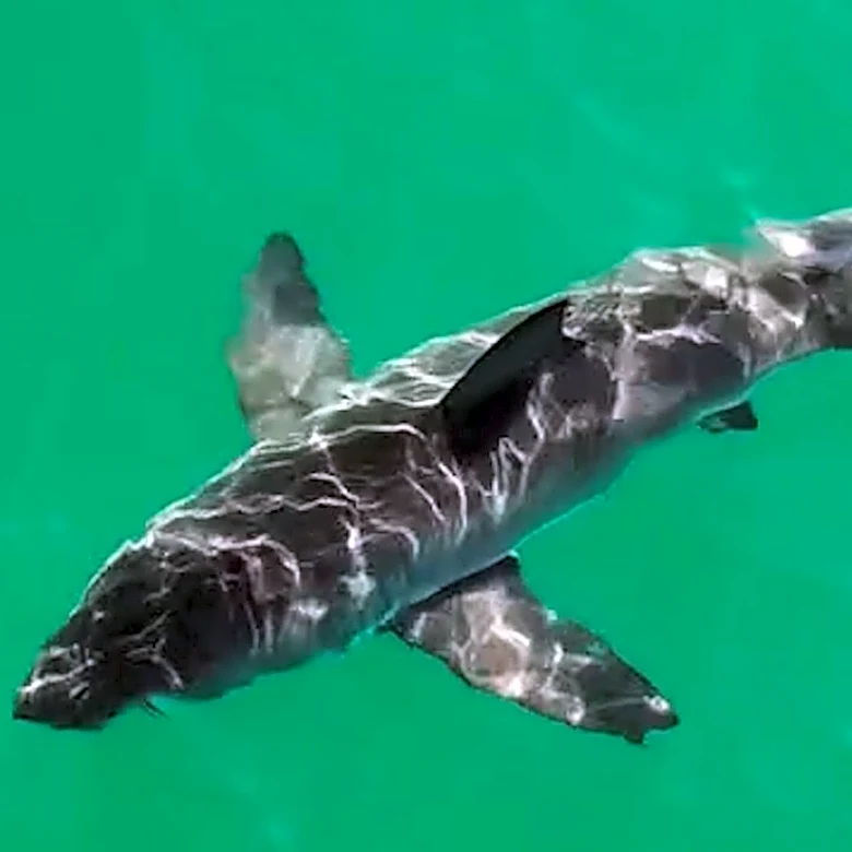 Kayaker bitten by shark in SoCal. What we know