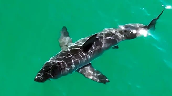 Kayaker bitten by shark in SoCal. What we know