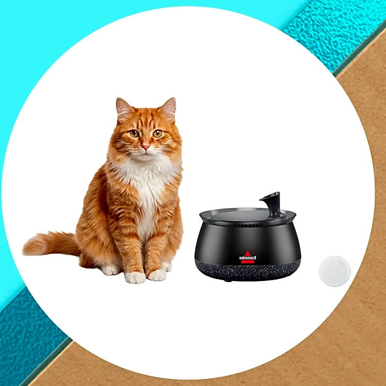 The under-$25 pet fountain my cat and dog are fighting over