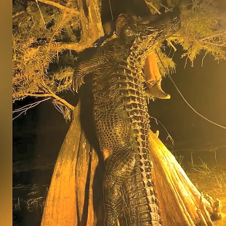 Hunting team catches 844-pound 'Snaggletooth' after 4-year pursuit