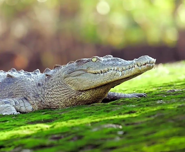 Crocodile dies of apparent lead poisoning in Florida's first-known case