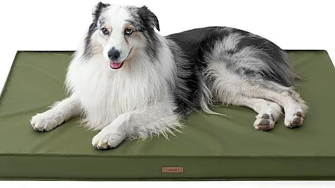 Fido deserves a Prime Day surprise too, and this LE SURE dog bed is the one I'd buy