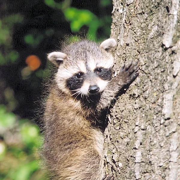 Rabid raccoon found in Westlake Village causes concern for SoCal