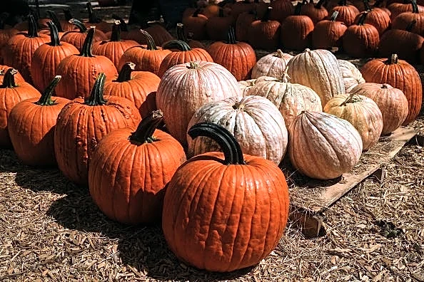 Texas drought cuts pumpkin yields up to 40% in driest year in decades