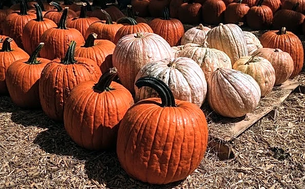Texas drought cuts pumpkin yields up to 40% in driest year in decades