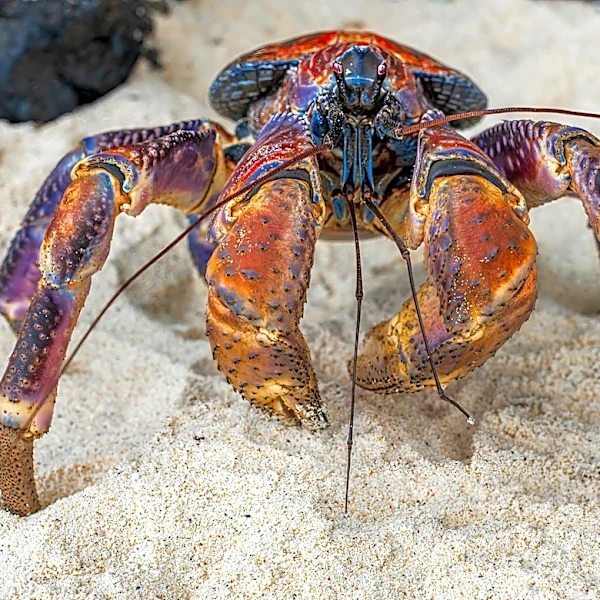 Amelia Earhart expedition team heads to island of huge, hunting crabs