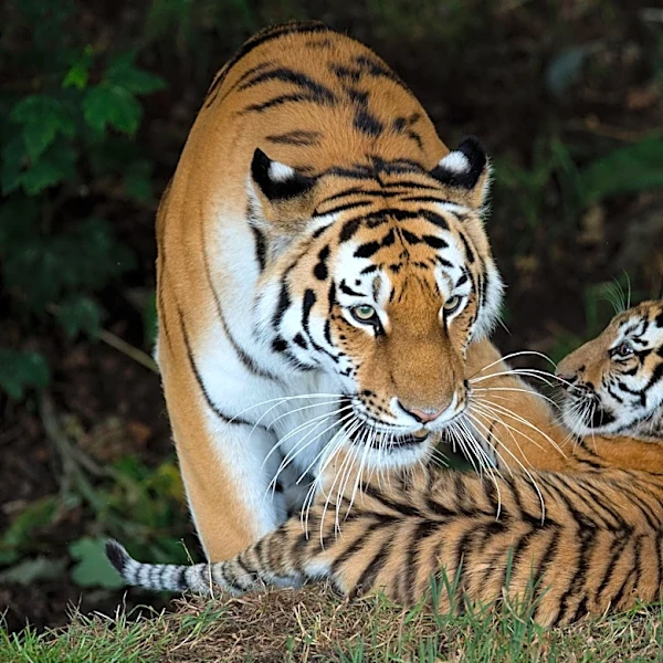 Man dies after entering tiger habitat at British zoo