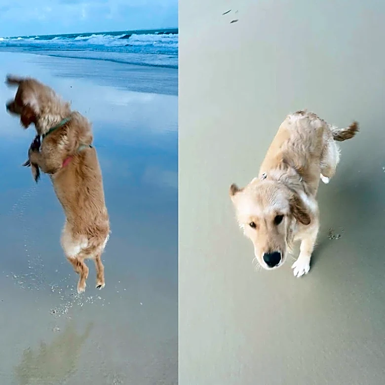 This dog got too close to a crab on the beach. See what happened next