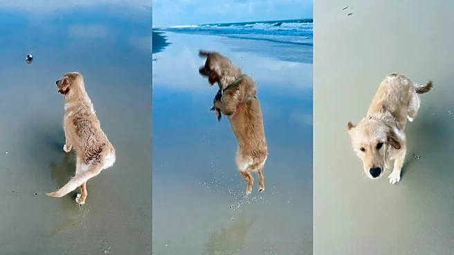 This dog got too close to a crab on the beach. See what happened next