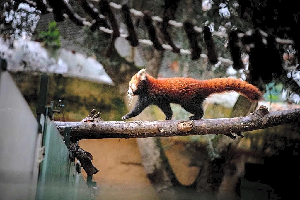 A red panda cub named after Dolly Parton? How you can help decide