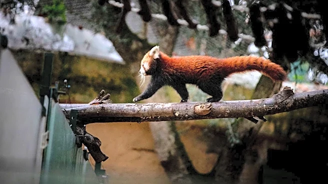 A red panda cub named after Dolly Parton? How you can help decide