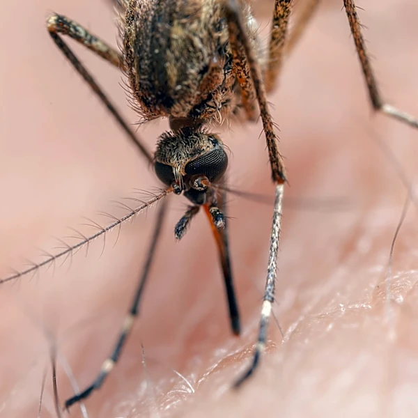 West Nile virus linked to 2 deaths in NC