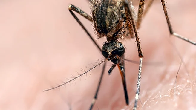 West Nile virus linked to 2 deaths in NC