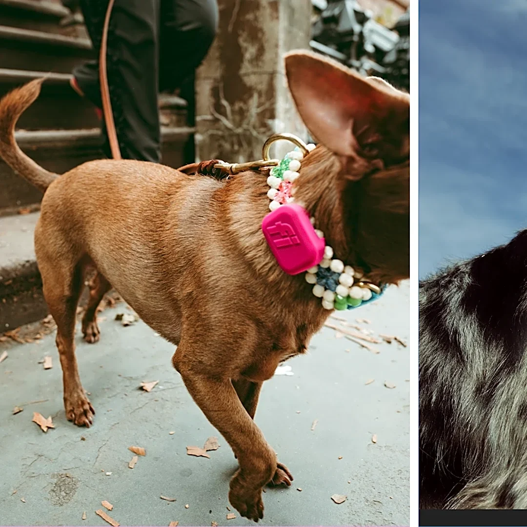 Halloween is a huge night for lost dogs. These GPS trackers can help