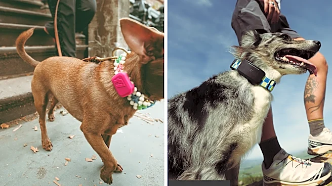 Halloween is a huge night for lost dogs. These GPS trackers can help