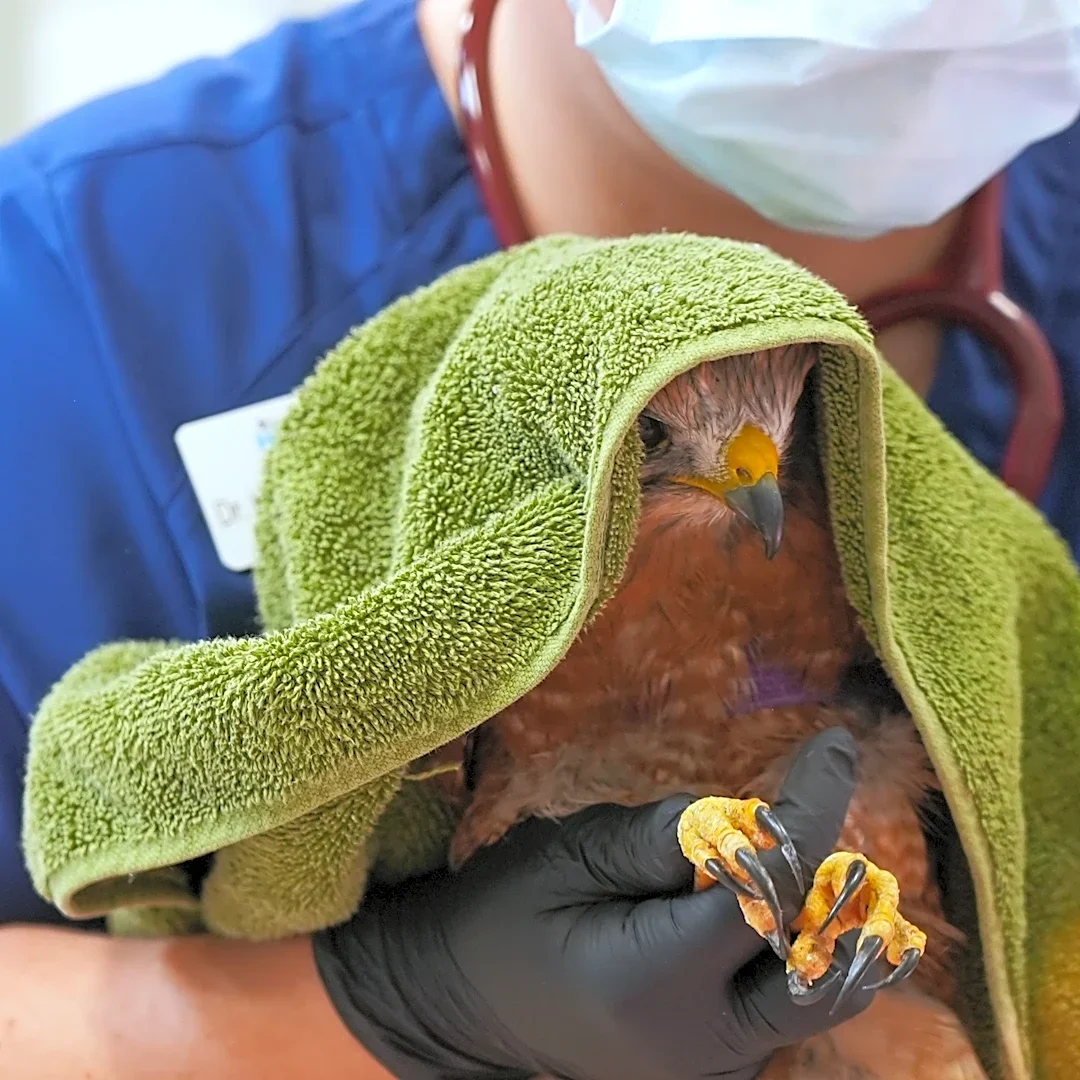 Hawk dies after being shot, another treated in SoCal