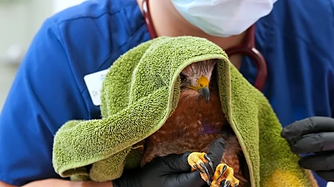 Hawk dies after being shot, another treated in SoCal