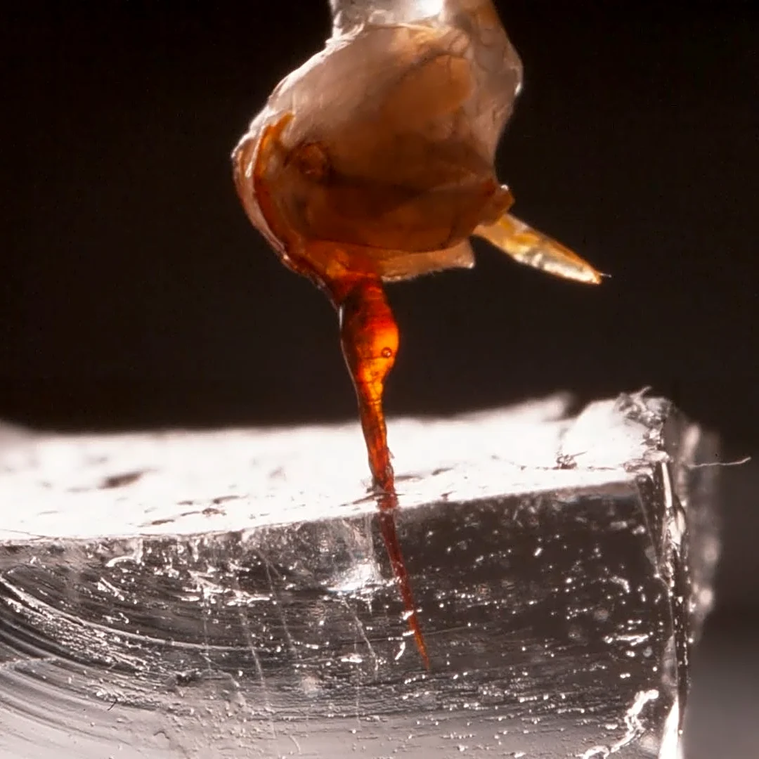 Ouch! New video shows what happens when a bee stings