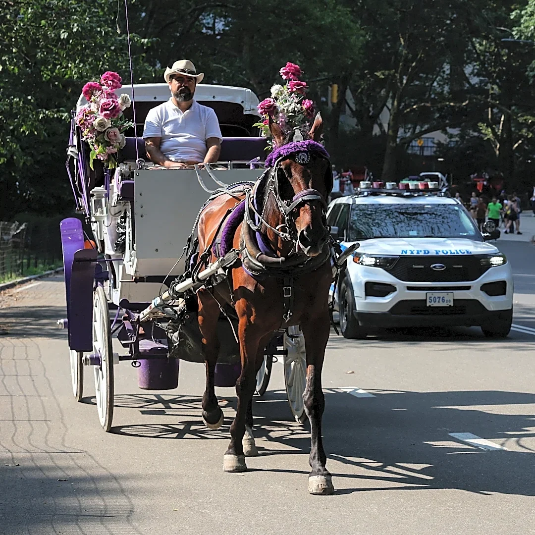 Mamdani, NYC officials push ban on horse carriages after teen's death