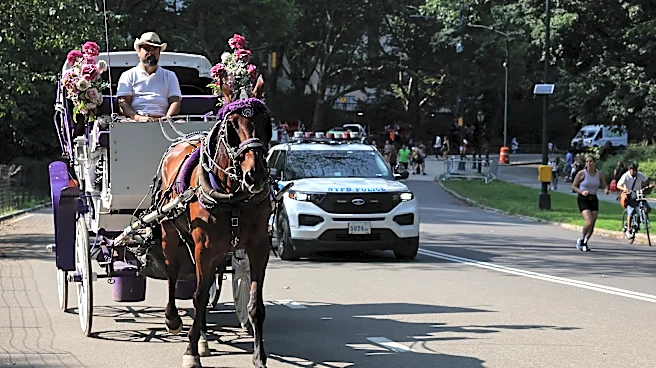 Mamdani, NYC officials push ban on horse carriages after teen's death