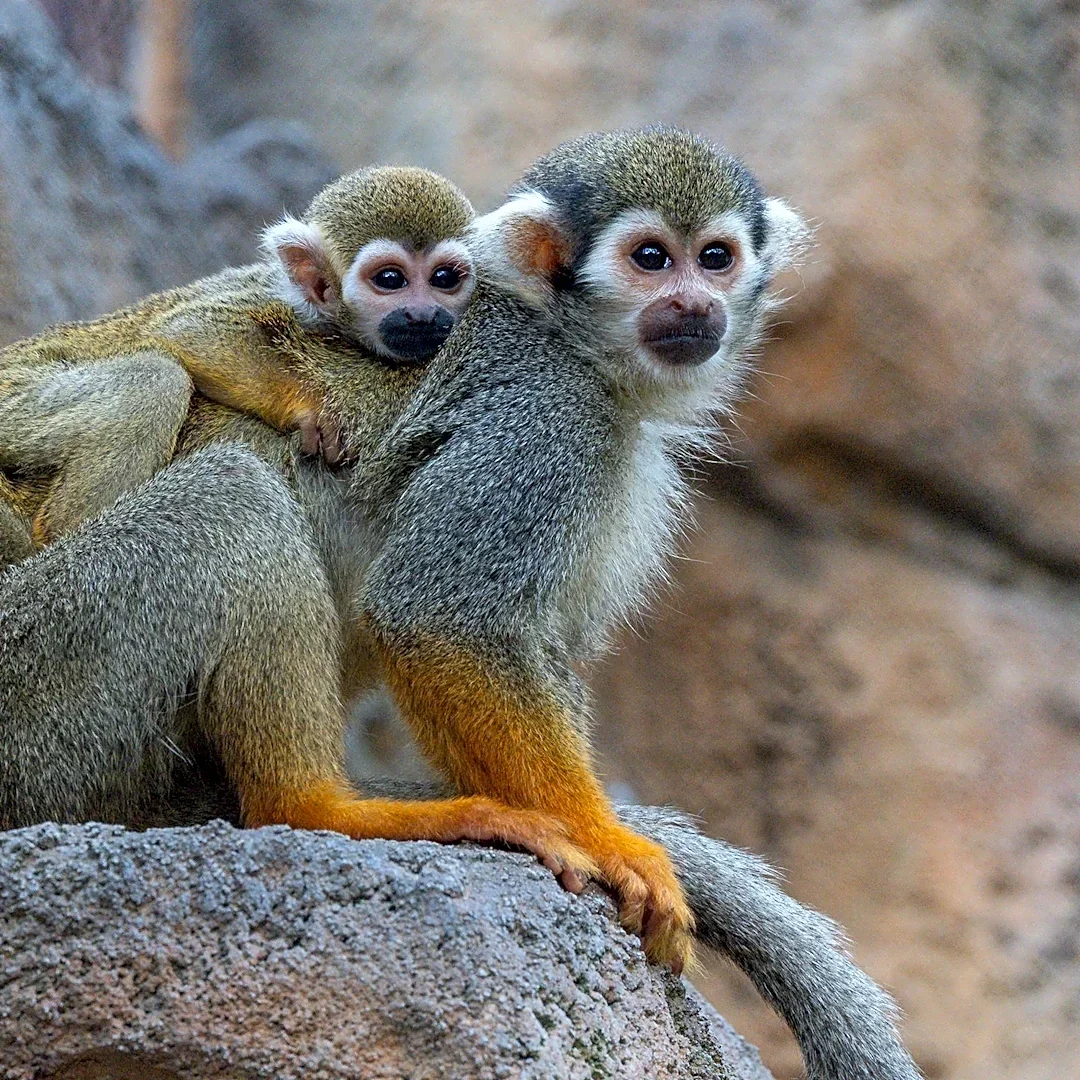 Baby Guianan squirrel monkey grows stronger every day