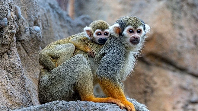 Baby Guianan squirrel monkey grows stronger every day