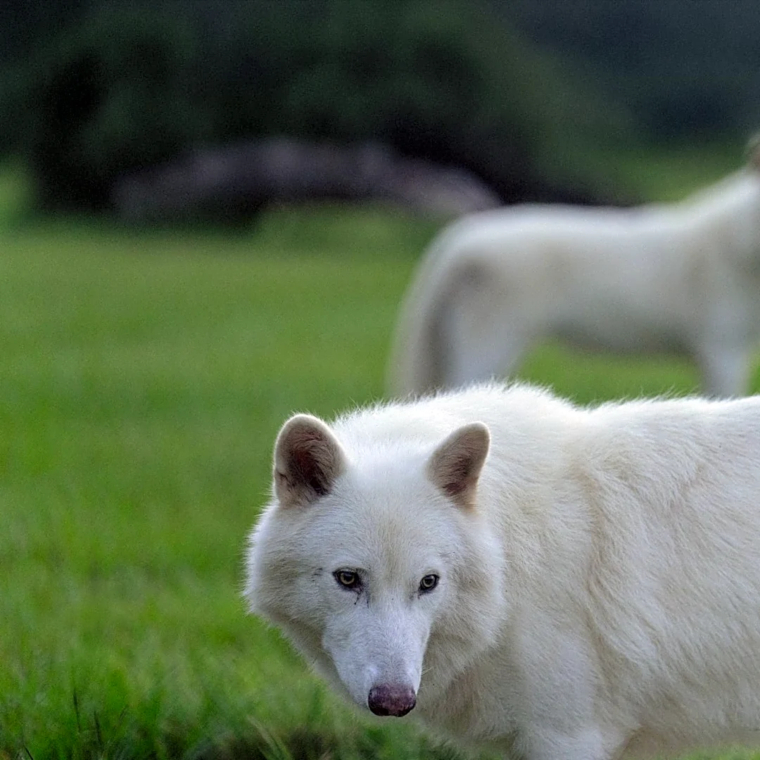 Happy Birthday, dire wolves. Could it be time to grow the pack?