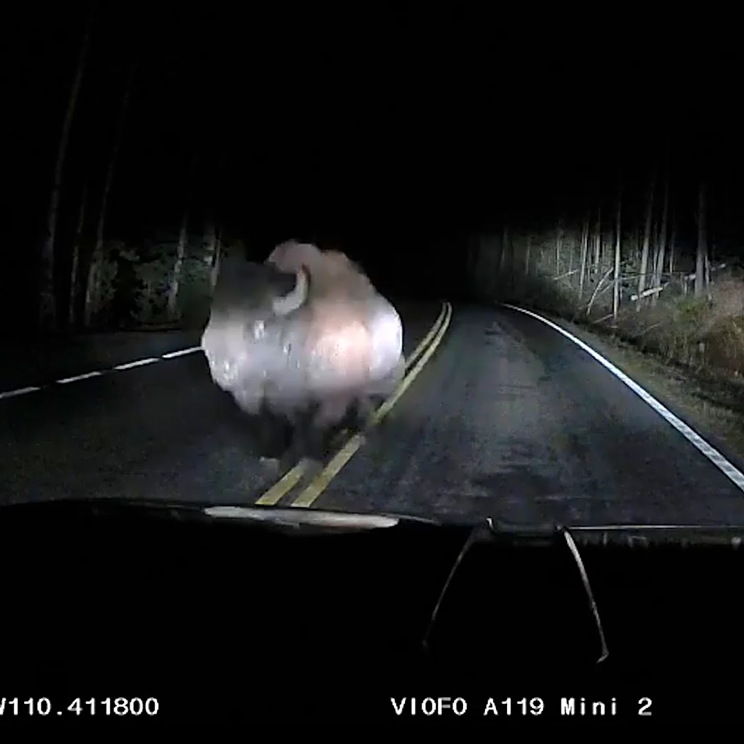 Bison charges man's truck in terrifying moment at Yellowstone