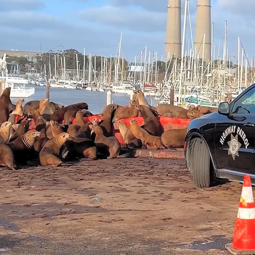 Officers try to clear 'hundreds' of sea lions from California road