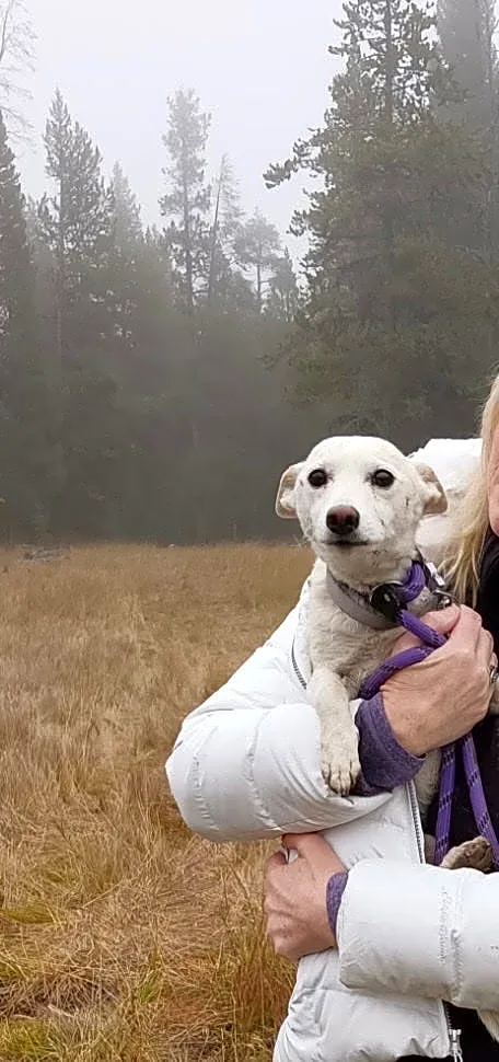 Family dog rescued from Yellowstone wilderness after more than a month