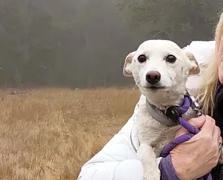 Family dog rescued from Yellowstone wilderness after more than a month