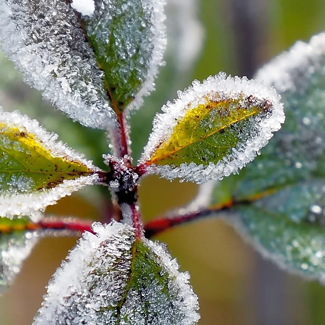 Pittsburgh frost, freeze possible this weekend after cold front, rain