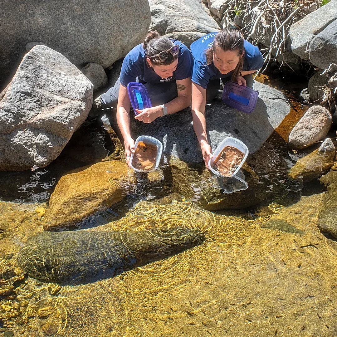 Endangered frogs raised at Aquarium of the Pacific return to the wild