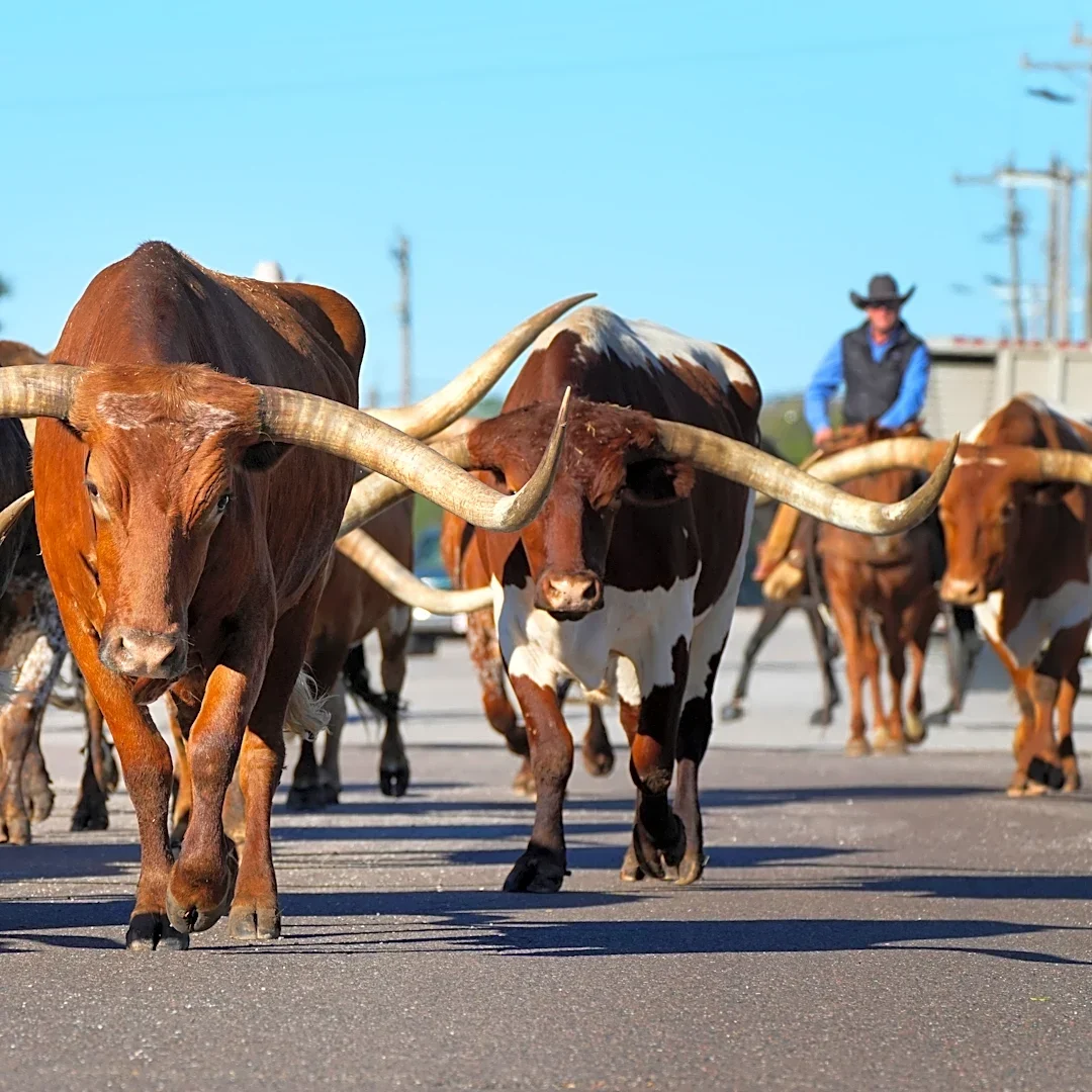 Dozens of cattle killed, others roam Missouri streets after truck overturns