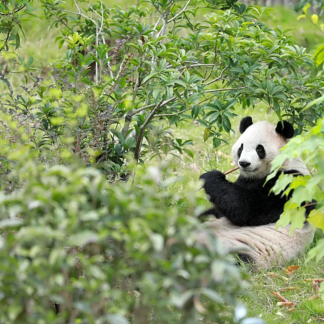 Zoo Atlanta counts down to new panda launch. How are they settling in?