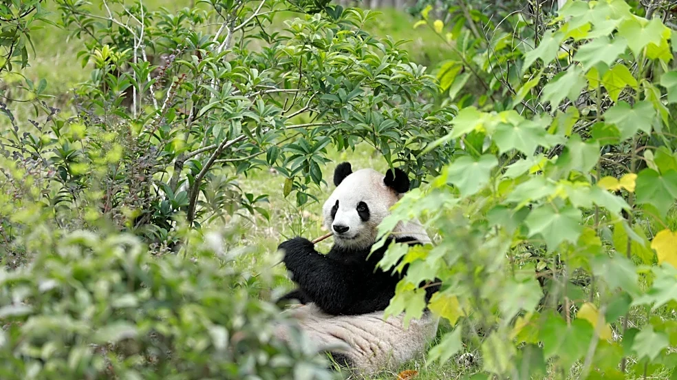 Zoo Atlanta counts down to new panda launch. How are they settling in?