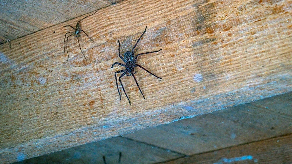 Why you see more spiders in the fall and how to keep them away