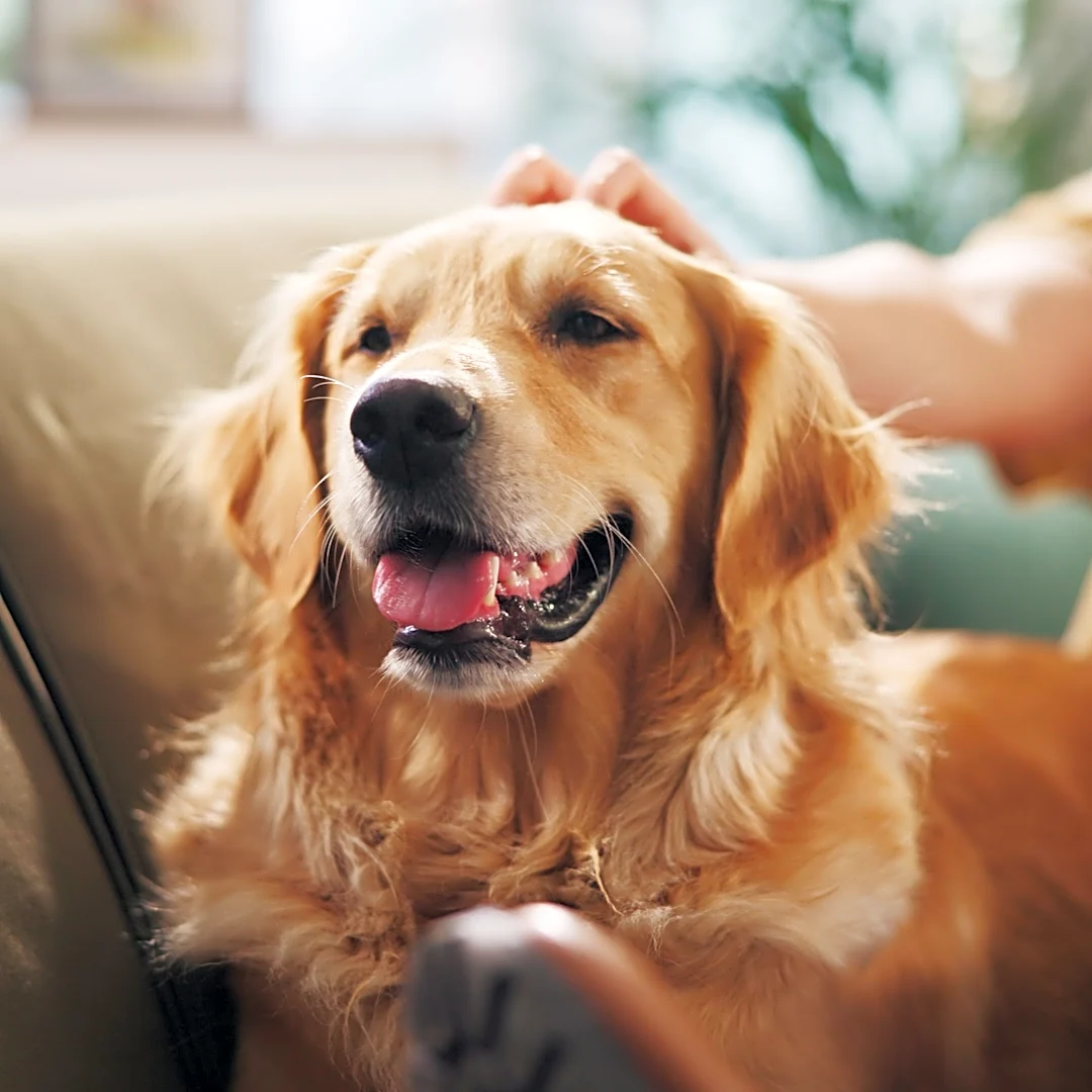Chicken Nugget? These pet names are trending in 2026