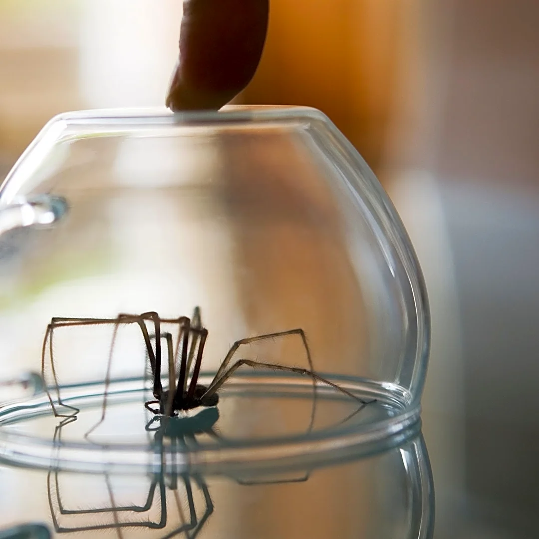Hate finding spiders indoors? An ultrasonic pest repeller might be your answer