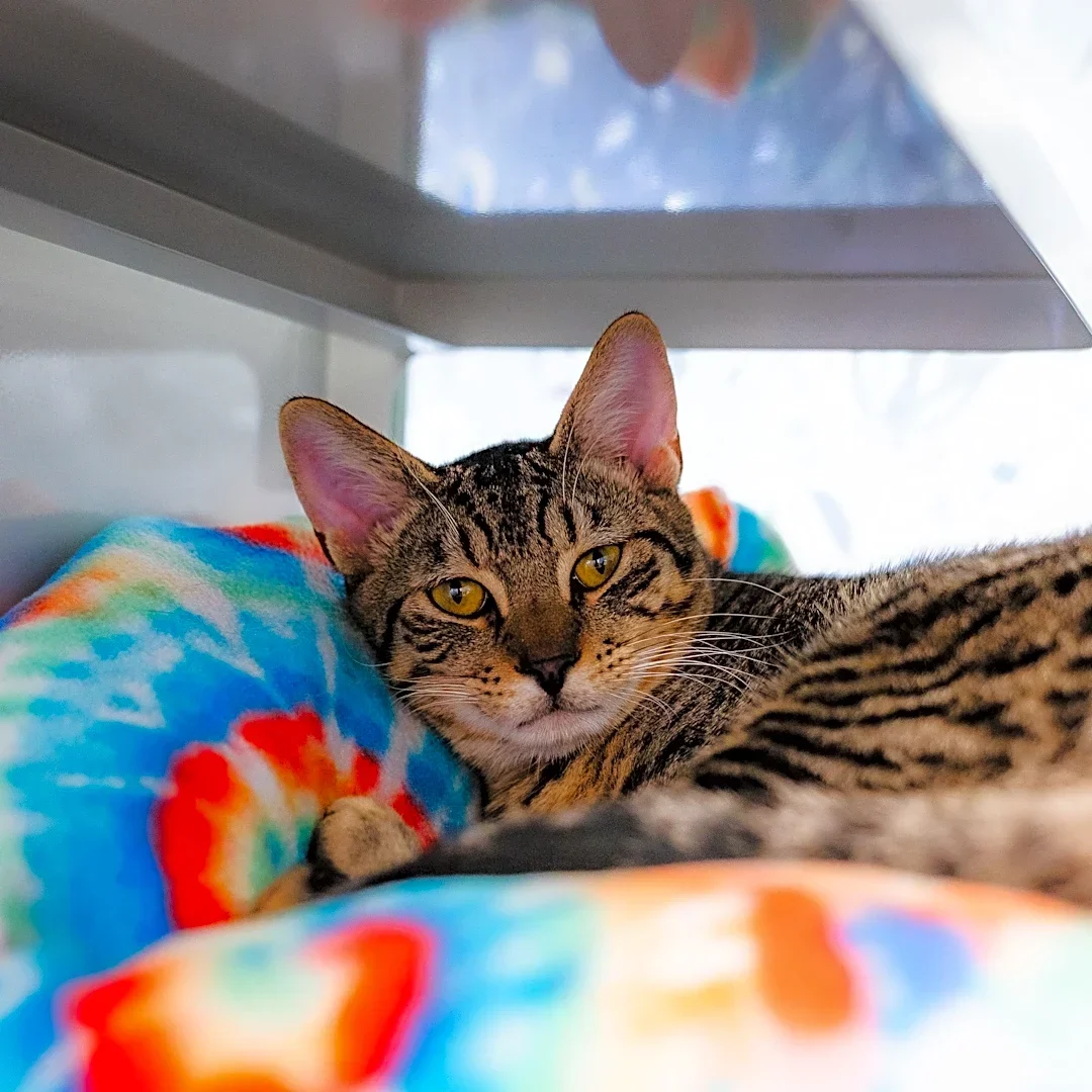 Nineteen Hawaii cats relocated to San Diego after Hurricane Lowell