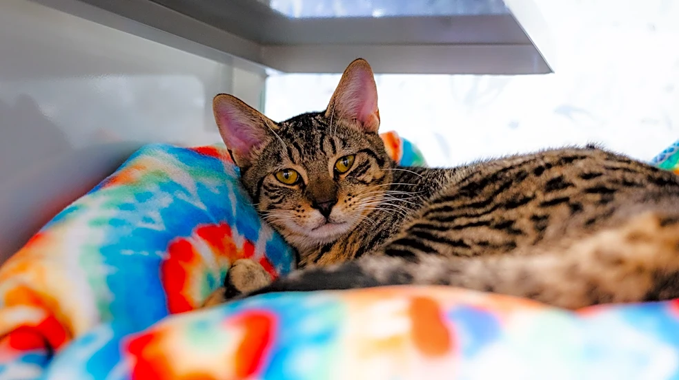 Nineteen Hawaii cats relocated to San Diego after Hurricane Lowell