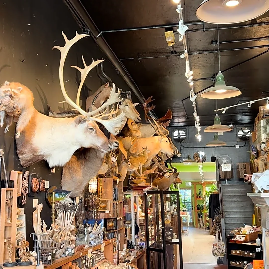 Inside Paxton Gate, San Francisco's store of strange finds