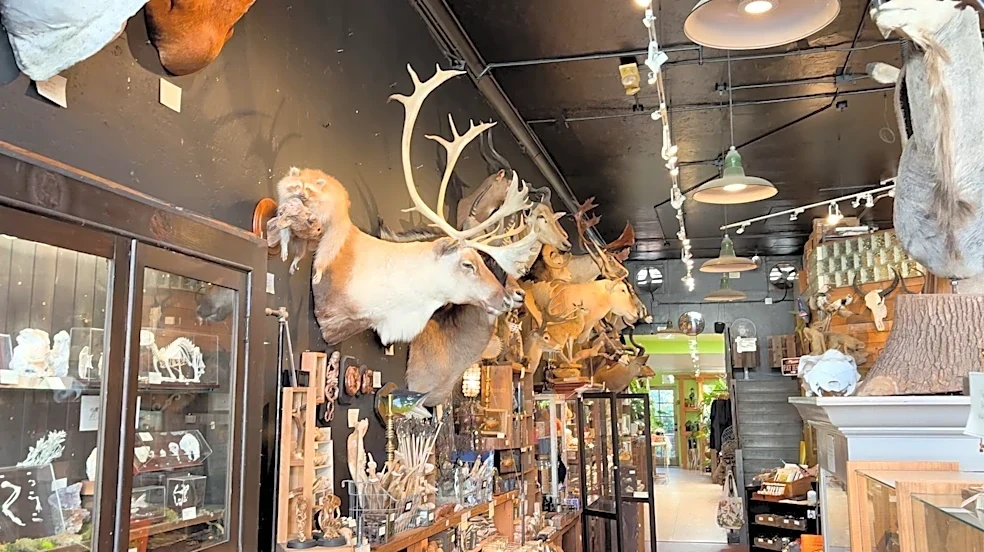 Inside Paxton Gate, San Francisco's store of strange finds