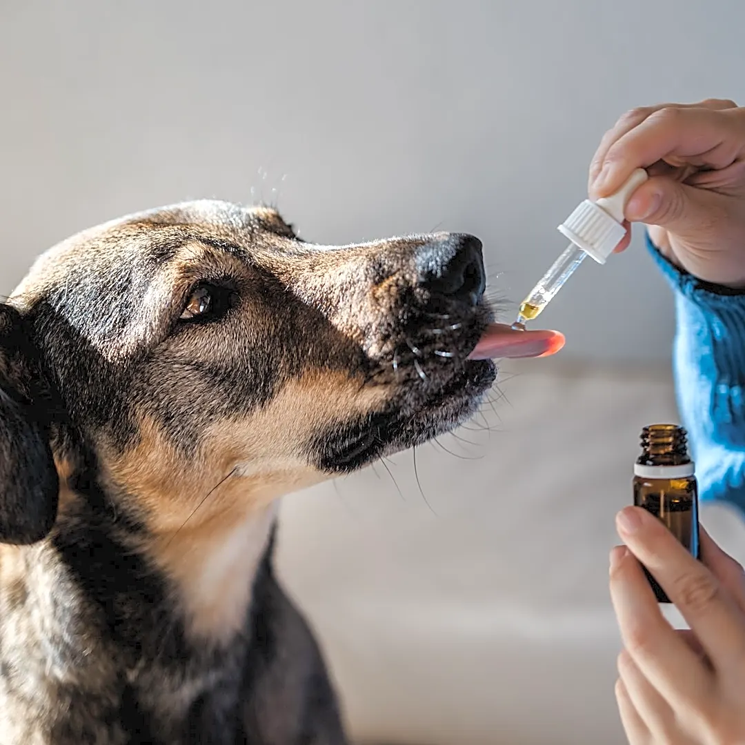 Thousands of pet medications recalled. See the affected products