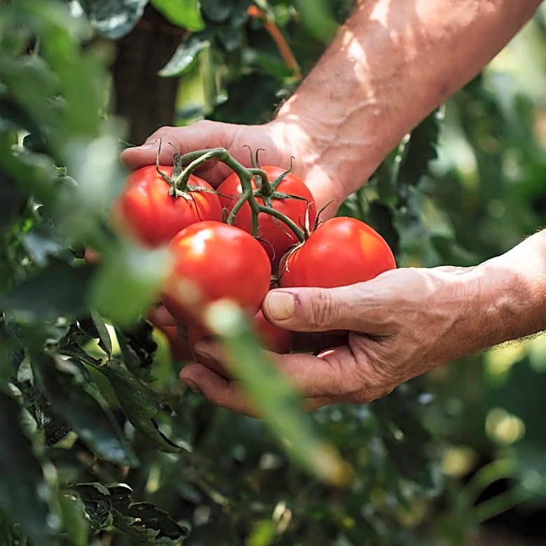Is a tomato a fruit or a vegetable? Finally, an answer