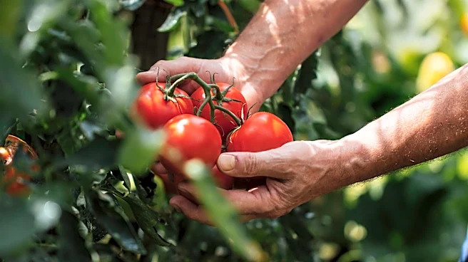 Is a tomato a fruit or a vegetable? Finally, an answer