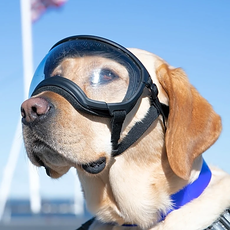 American Humane Society unveils 5 'standout dogs' vying for Hero Awards